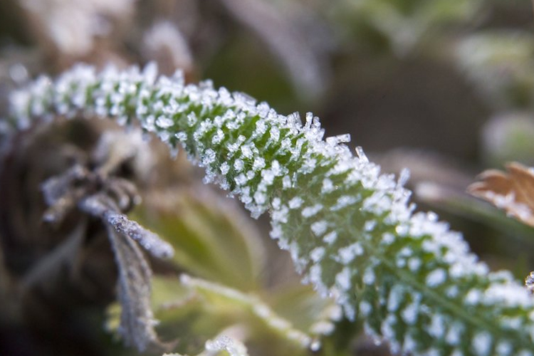 Agrometeorológia: pénteken és szombaton akár károkozó fagyok is várhatók