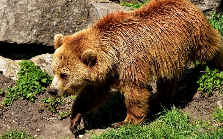 Hétfőn döntenek az országban kóborló és befogott medvéről